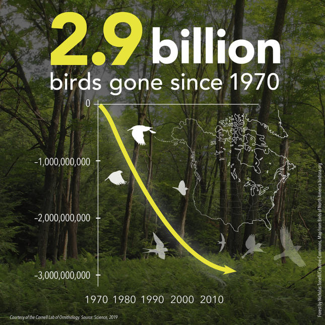 3 Billion Birds - 2.9 Billion Graph